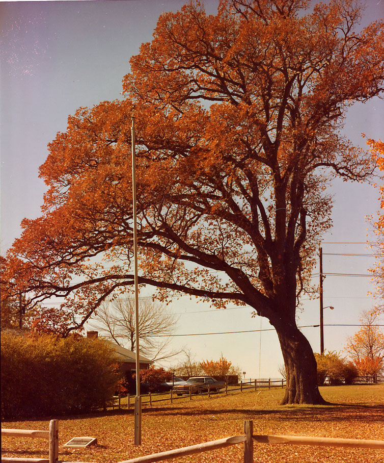 BACK IN TIME The venerable old oak that stood in Emerson Pascack