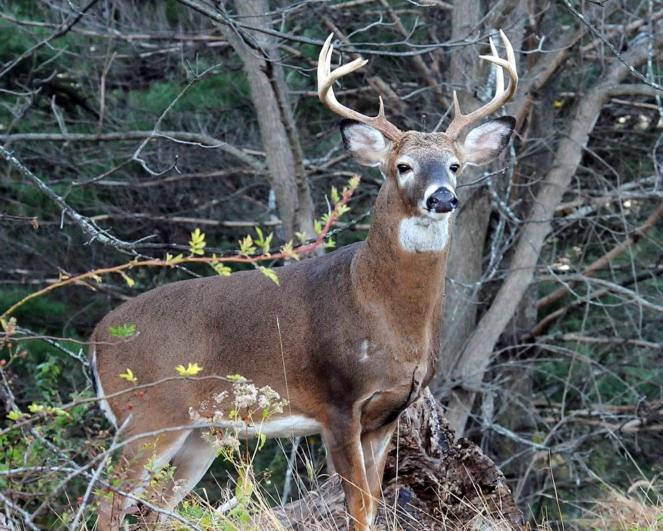Deer Hunting Dilemma: Brush Before or After? Experts Weigh In.