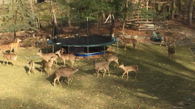 Watch: Deer jumps into pool after wreaking havoc inside New Jersey home
