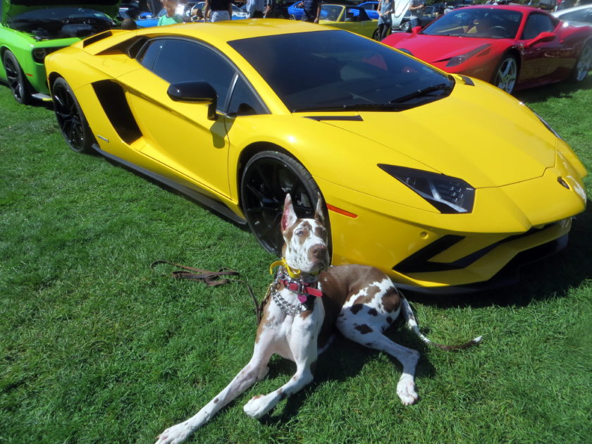 City's Best Barking Spot: Canine Companions Hosts Exotic Car Show — Pascack  Press & Northern Valley Press