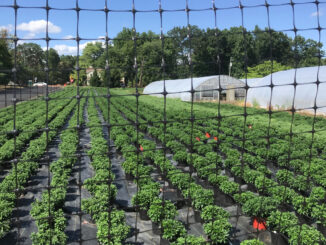 Partial view of working land belonging to the DePiero family, 2022. Montvale acquired the property and plans to keep it going as an agricultural asset. Michael Olohan photo.