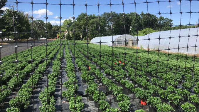Partial view of working land belonging to the DePiero family, 2022. Montvale acquired the property and plans to keep it going as an agricultural asset. Michael Olohan photo.