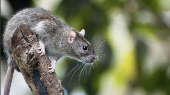 Stunned — Rats on their way out, mayor promises — Pascack Press & Northern  Valley Press