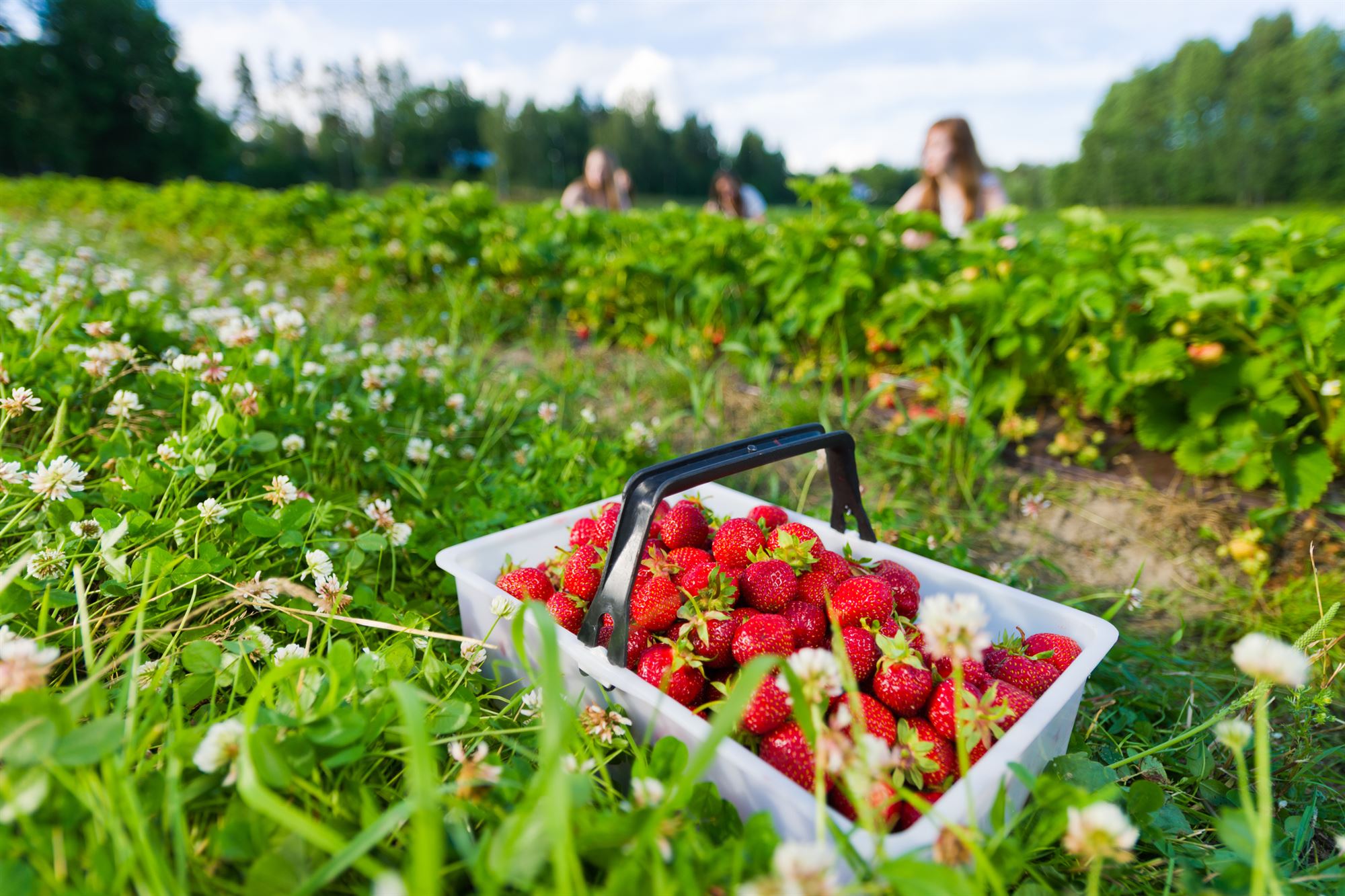 Strawberry fields forever in Montvale? — Pascack Press and Northern Valley Press