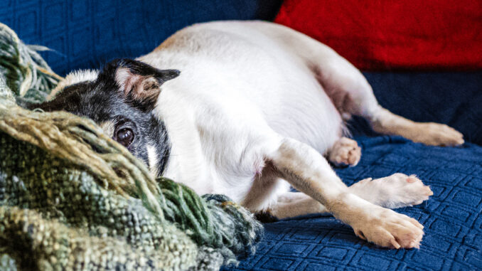 Area dog Bean Randolph, a senior rescue, follows developments. John Snyder photo.