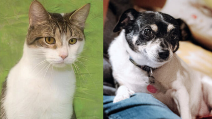 Ethel and Bean urge pet owners to take advantage of their town's annual rabies clinic.