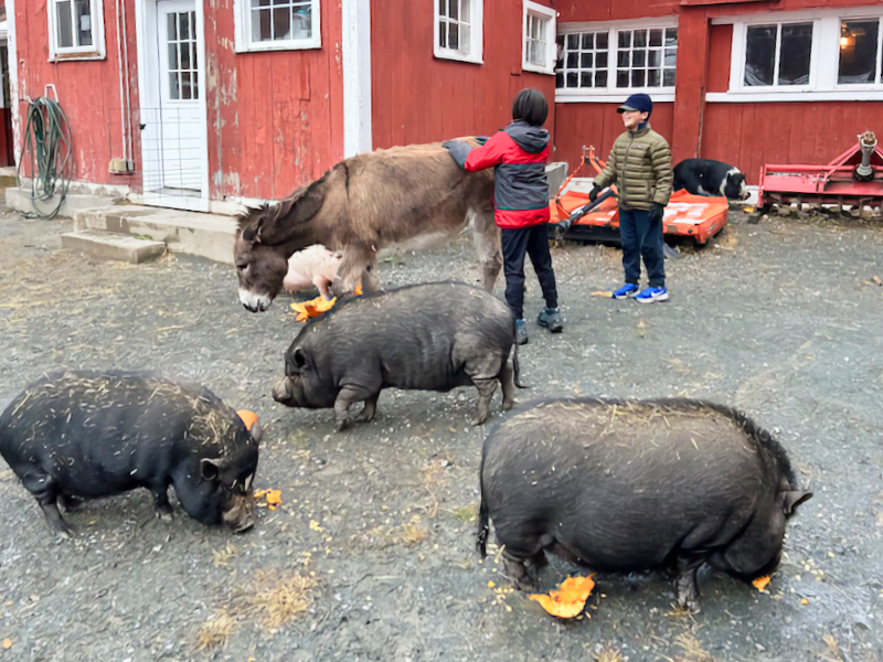 Local scouts bring treats to rescued farm animals at Tamerlaine Sanctuary & Preserve in Montague Township. Vanessa Hefa photo.