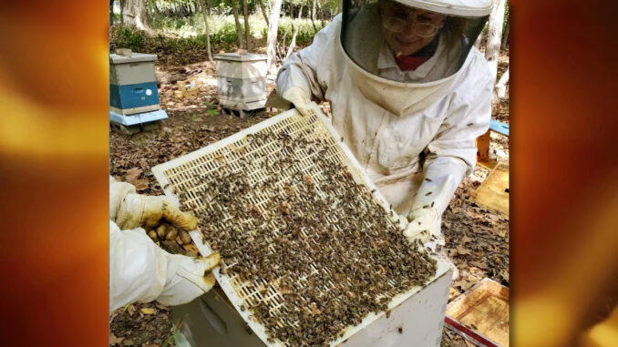 Jersey Girl Apiary