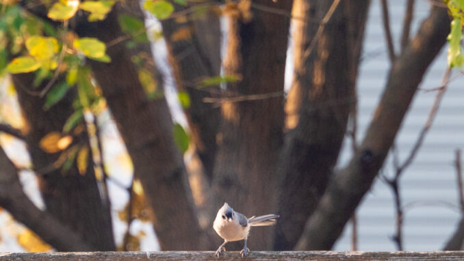 Tufted titmouse visits in the Township of Washington. Amy Snyder photo.