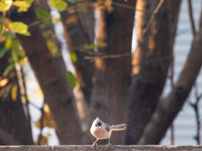 Tufted titmouse visits in the Township of Washington. Amy Snyder photo.