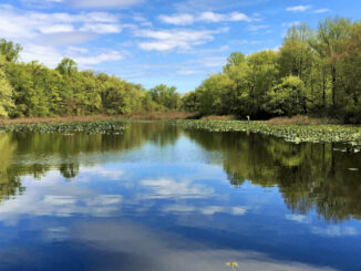 At TNC, every season offers something new to discover. The centerpiece of the preserve is Pfister’s Pond, a tranquil three-acre water feature alive with dragonflies, turtles, and migratory birds.