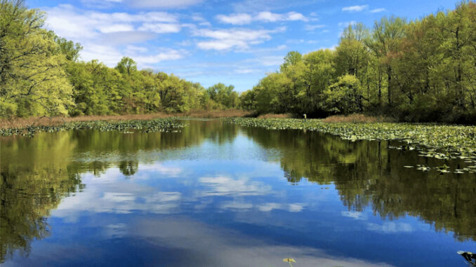 At TNC, every season offers something new to discover. The centerpiece of the preserve is Pfister’s Pond, a tranquil three-acre water feature alive with dragonflies, turtles, and migratory birds.