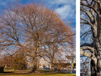 Westwood’s celebrated Kissing Tree” at Veterans Park, an enormous European Copper Beech that snagged Champion & Heritage Tree status from the New Jersey Department of Environmental Protection (NJDEP). Photos via Richard Frant, FrantVisuals.