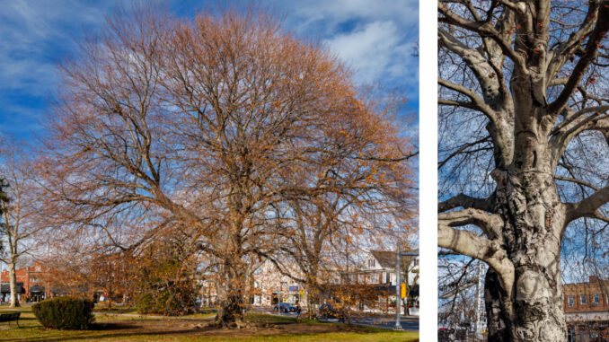 Westwood’s celebrated Kissing Tree” at Veterans Park, an enormous European Copper Beech that snagged Champion & Heritage Tree status from the New Jersey Department of Environmental Protection (NJDEP). Photos via Richard Frant, FrantVisuals.