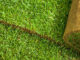 The debate over natural sod versus artificial turf continues as Hillsdale officials weigh costs, environmental impact, and long-term maintenance for Memorial Field.
