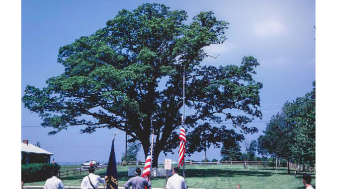 The “Washington Oak” during a patriotic event in the 1950s.