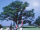 The “Washington Oak” during a patriotic event in the 1950s.