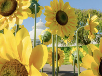 "Van Gogh's Flowers" via www.nybg.org