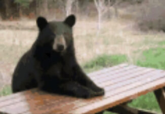 Bear spotted in Township of Washington; police remind residents to stay alert. Photo: Not the actual bear. Via Township of Washington Police Department post.