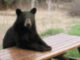 Bear spotted in Township of Washington; police remind residents to stay alert. Photo: Not the actual bear. Via Township of Washington Police Department post.