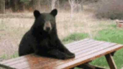 Bear spotted in Township of Washington; police remind residents to stay alert. Photo: Not the actual bear. Via Township of Washington Police Department post.