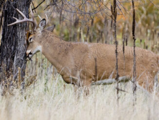 WHY DO DEER REQUIRE MANAGEMENT IN NEW JERSEY? White-tailed deer are abundant across the state, creating safety, health, and ecological challenges. Photo: NJDEP Fish & Wildlife, Bureau of Wildlife Management