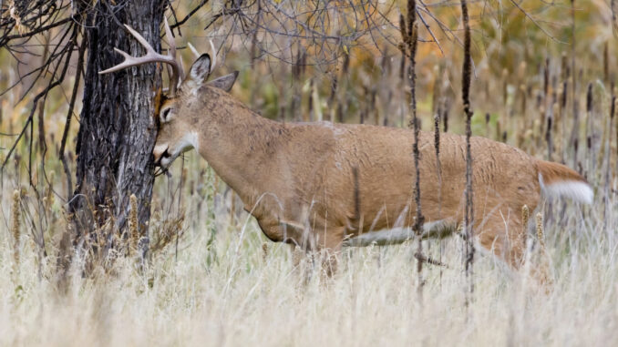 Deer WHY DO DEER REQUIRE MANAGEMENT IN NEW JERSEY? White-tailed deer are abundant across the state, creating safety, health, and ecological challenges. Photo: NJDEP Fish & Wildlife, Bureau of Wildlife Management