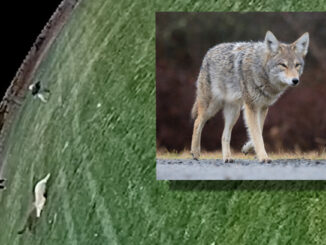 Home security footage captures a coyote attacking a woman and her dog in Woodcliff Lake on Oct. 20. Inset: stock image of a coyote (Getty Images).