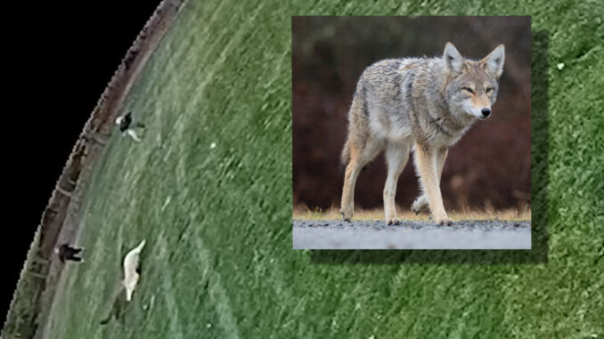 Home security footage captures a coyote attacking a woman and her dog in Woodcliff Lake on Oct. 20. Inset: stock image of a coyote (Getty Images).