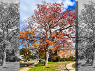 A centuries-old white oak near George G. White Middle School in Hillsdale glows in late autumn color. Borough and school officials say renovation plans will be revised to preserve the pre–Civil War–era tree, which an arborist recently confirmed is in good health. Michael Olohan photo.
