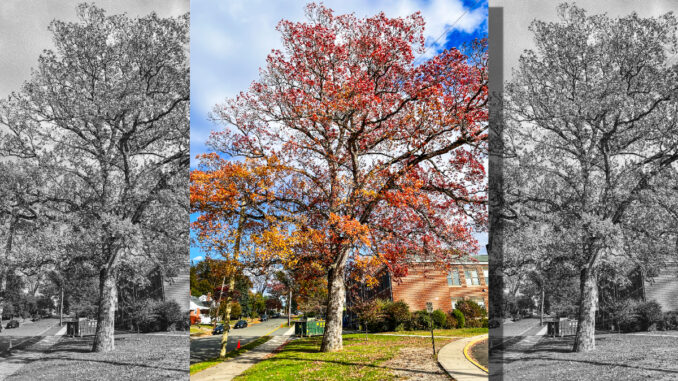 A centuries-old white oak near George G. White Middle School in Hillsdale glows in late autumn color. Borough and school officials say renovation plans will be revised to preserve the pre–Civil War–era tree, which an arborist recently confirmed is in good health. Michael Olohan photo.