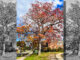A centuries-old white oak near George G. White Middle School in Hillsdale glows in late autumn color. Borough and school officials say renovation plans will be revised to preserve the pre–Civil War–era tree, which an arborist recently confirmed is in good health. Michael Olohan photo.