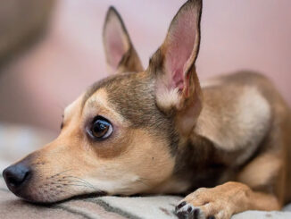 Local shelters and rescues say they are stretched to the limit as the federal shutdown deepens, leaving some families unable to afford food or veterinary care for their pets. (Courtesy photo / Pet ResQ, Inc.)