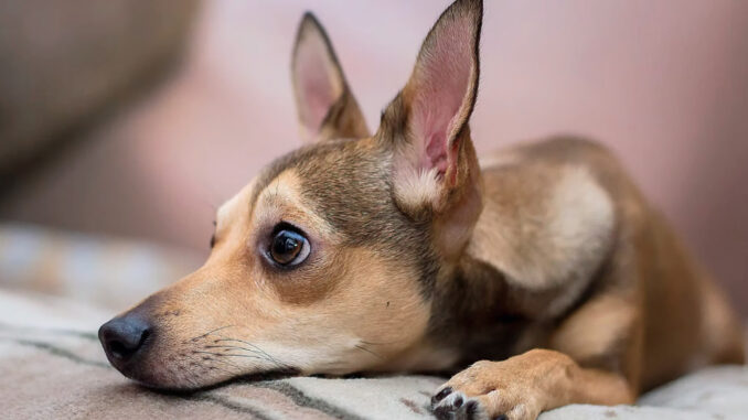 Local shelters and rescues say they are stretched to the limit as the federal shutdown deepens, leaving some families unable to afford food or veterinary care for their pets. (Courtesy photo / Pet ResQ, Inc.)