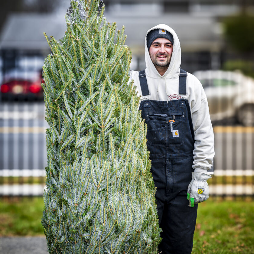 Standing tall! Salvatore Caporale brings a customer's tree to the family car on Dec. 7, 2025. John Snyder photo.