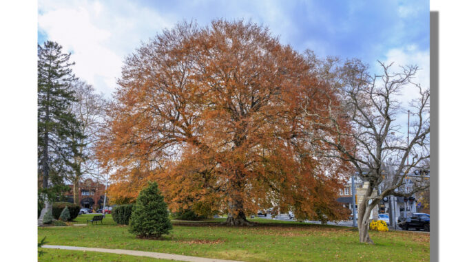 In which Westwood Mayor Ray Arroyo grieves the evident impending loss of the borough’s storied “Kissing Tree,” the second-tallest copper beech in Bergen County. This proud beauty was recently recognized as an important Heritage Tree, and could be older than the United States. Richard Frant tree photo; Arroyo photo: John Snyder/file
