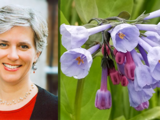 Deb Ellis and Virginia bluebell. Ellis, founder and leader of the Essex Chapter of the Native Plant Society of New Jersey, will present “Spring Beauties for Biodiversity” on Monday, March 2, at 4 p.m. at the Hillsdale Public Library.