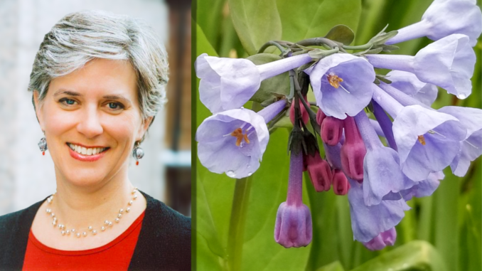 Deb Ellis and Virginia bluebell. Ellis, founder and leader of the Essex Chapter of the Native Plant Society of New Jersey, will present “Spring Beauties for Biodiversity” on Monday, March 2, at 4 p.m. at the Hillsdale Public Library.