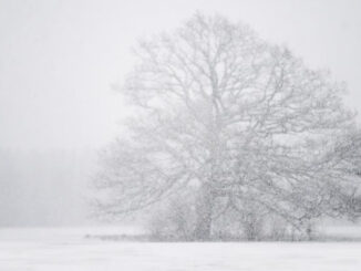A tree becomes hard to see during a blizzard. Credit: Stillwords/Dreamstime