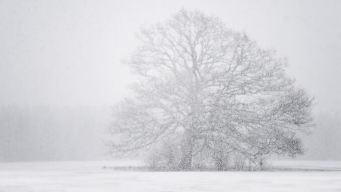A tree becomes hard to see during a blizzard. Credit: Stillwords/Dreamstime