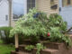 A tree branch rests in front of a Township of Washington home after powerful storms swept through Bergen County on the evening of July 4, bringing strong winds, heavy rain, scattered power outages and downed trees across the Pascack Valley. John Snyder photo.