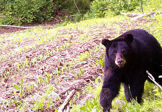 Black bear / File / NJDEP Fish & Wildlife
