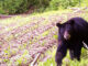 Black bear / File / NJDEP Fish & Wildlife