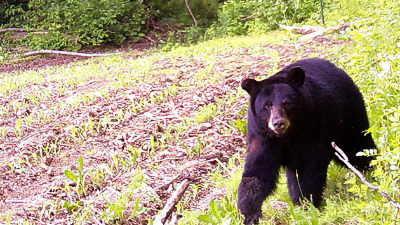 Black bear / File / NJDEP Fish & Wildlife