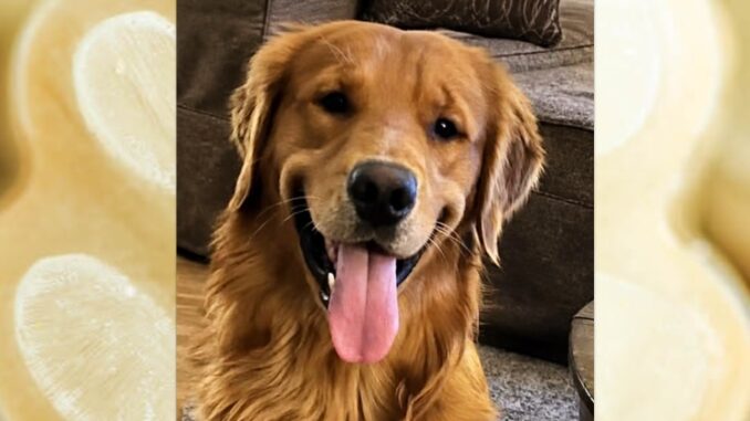 An examination and testing showed abnormalities in Buddy’s bloodwork and enlargement of his kidneys and liver. He was subsequently diagnosed with leptospirosis, a bacterial disease that can affect animals and people. Courtesy.