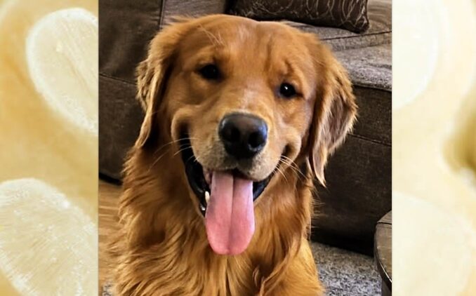 An examination and testing showed abnormalities in Buddy’s bloodwork and enlargement of his kidneys and liver. He was subsequently diagnosed with leptospirosis, a bacterial disease that can affect animals and people. Courtesy.