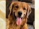 An examination and testing showed abnormalities in Buddy’s bloodwork and enlargement of his kidneys and liver. He was subsequently diagnosed with leptospirosis, a bacterial disease that can affect animals and people. Courtesy.